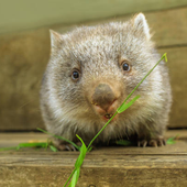 wombat6871 的头像