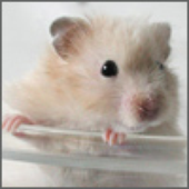 HamsterPunk 的头像