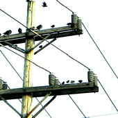 Avatar for birdpower