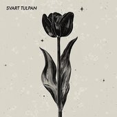 Svart Tulpan