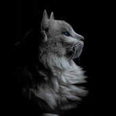 Avatar for MrCat_777