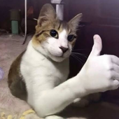 yackseb 的头像