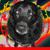 Avatar für shydog