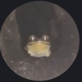 Thatfroggo 的头像