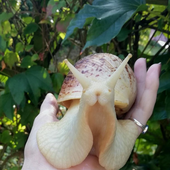 polaryayayay 的头像