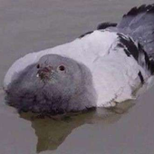 Mafuuyuu 的头像