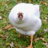 Chicken_MCOC 的头像