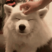 swasquez 的头像