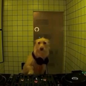 GammelPerson 的头像