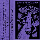 Conocybefilaris