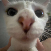 thomassssau 的头像