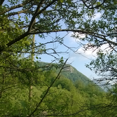 ShamrockyRock 的头像