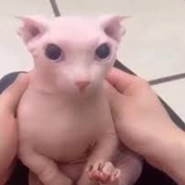zyrekek 的头像