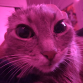 Schleepers 的头像