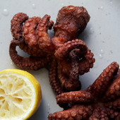 Burnt_Octopus 的头像