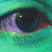 Avatar for ashesintheplume