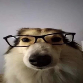 thegoopyy 的头像
