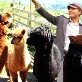 Josh Esref Guntel loves llamas...