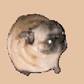 guapamolee 的头像