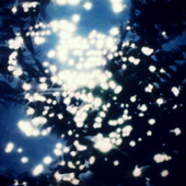 astralije 的头像