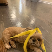 SPLOOG3 的头像