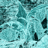 comet 3 reprod 3.png