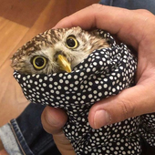 owllpostinggg 的头像