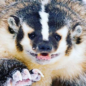 Avatar for badgerhuan