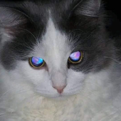 sosofin için avatar