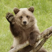 bearsrcute 的头像