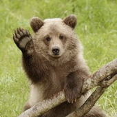 Avatar di bearsrcute