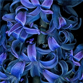 night-hyacinth için avatar