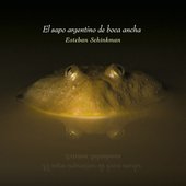 El Sapo Argentino De Boca Ancha