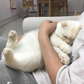 ThLua 的头像