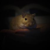 Avatar de obese_gerbil