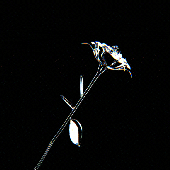 37-mbl-01.gif