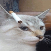 LavenderBreeze 的头像