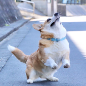 Avatar for Dogetheus