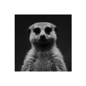 hello little meerkat girl !