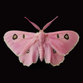 Avatar for beetlemari