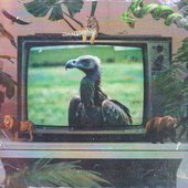 Vivi Vulture