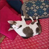 Cats - EP