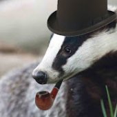 dbadge.jpg