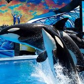 SeaWorld Attraction