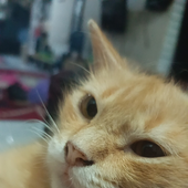 Lazygantengz 的头像