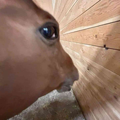 TheBorgar 的头像