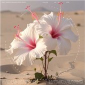 Sirroco Hibiscus