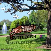 Cuttlefish