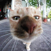 Avatar for tdawg444