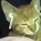 KinderBun 的头像